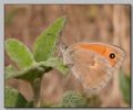 Coenonympha pamphilus